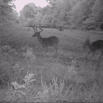 Critter Cams