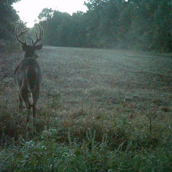 Critter Cams