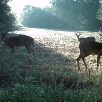 Critter Cams