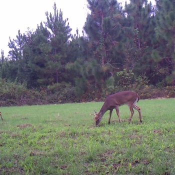 Critter Cams