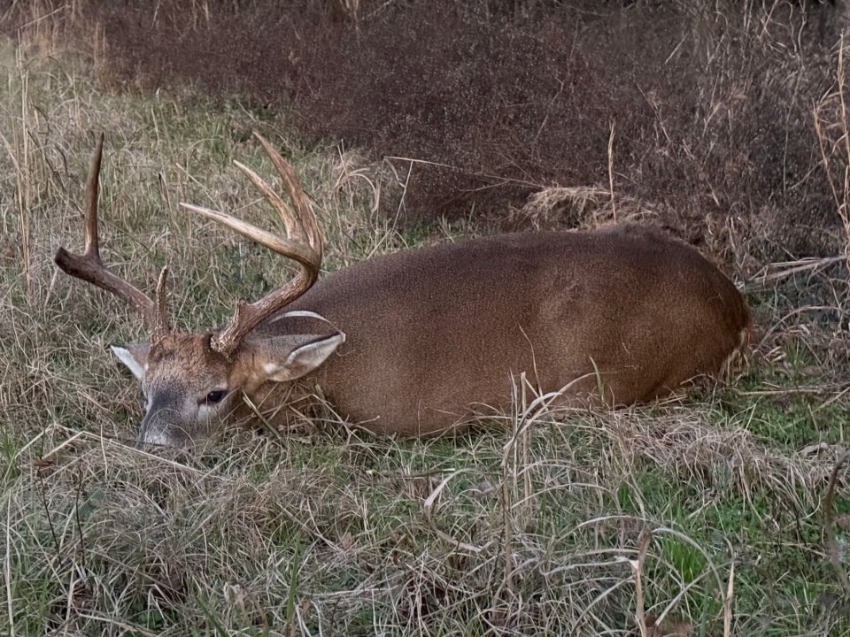 Daniel Cleckley with an awesome buck.